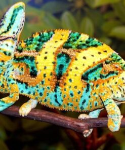 Designer Veiled Chameleon for sale