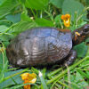 Bog turtle for sale