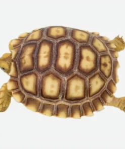 Sulcata tortoise for sale