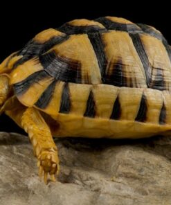Egyptian Tortoise for sale
