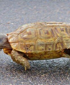 Speke’s hingeback tortoise for sale 