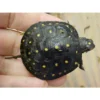 spotted turtles for sale