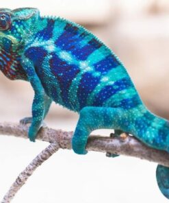 Baby Panther Chameleon for sale