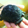 Aldabra tortoises for sell