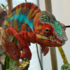 Ambilobe Panther Chameleons for sale
