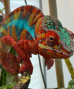 Ambilobe Panther Chameleons for sale