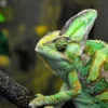veiled chameleon for sale